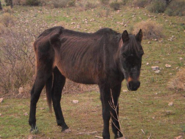 Καλλονή Λέσβου: Εγκατέλειψε το άλογο του λέγοντας: «Αφήστε το να πεθάνει»